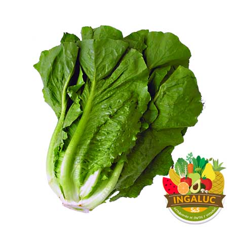 Lechuga Larga Und